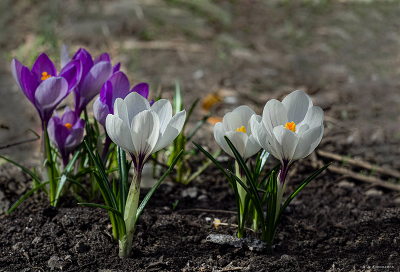 Krokusse.